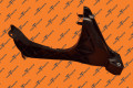 Right Hand, Fec Lamp Brace, Ms. | Tesla Part 1643514-00-B